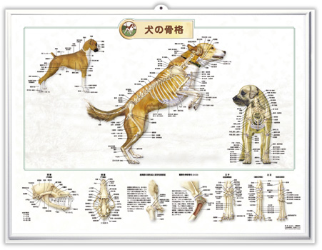 3dチャート 犬の骨格