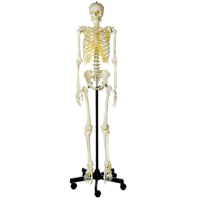 等身大 人体模型 170cm 神経根有り 全身骨格模型 骨格標本 1743 公式