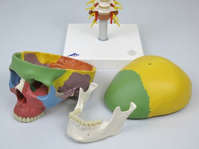 頭蓋冠，頭蓋底，下顎骨の3分解