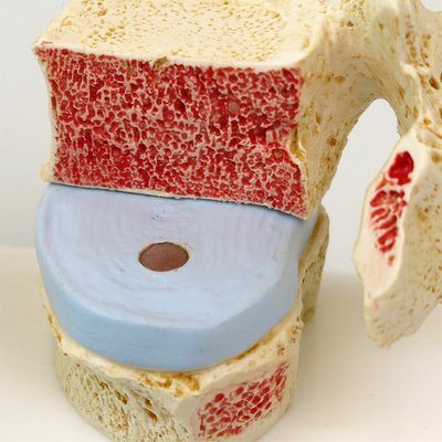 健康な胸椎(断面)