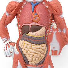 人体模型　詳細画像