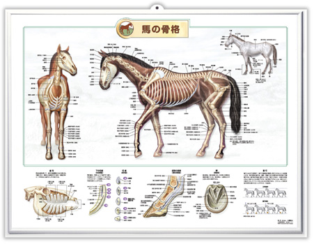（医学ポスター）　3Dチャート　馬の骨格 詳細画像2