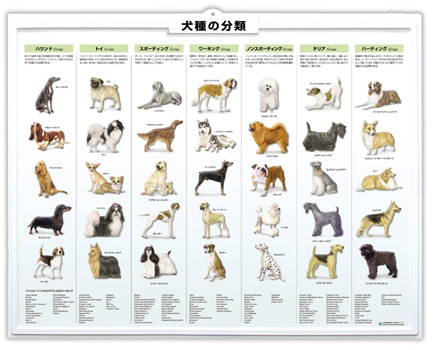 （医学ポスター）　3Dチャート　犬種の分類 詳細画像2