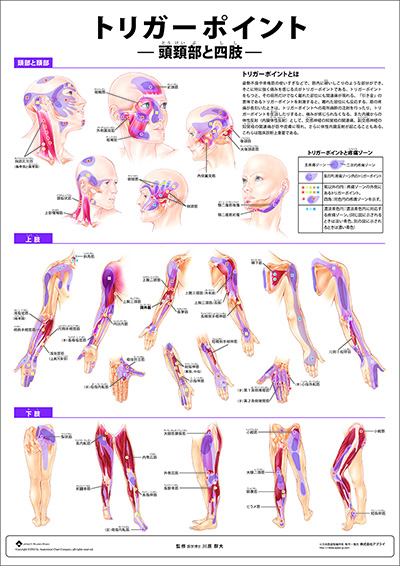 人体解剖図（人体図）　ミニポスター　肝炎の知識