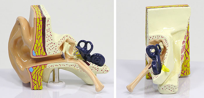 実物大の耳（平衡聴覚器）モデルの全体像