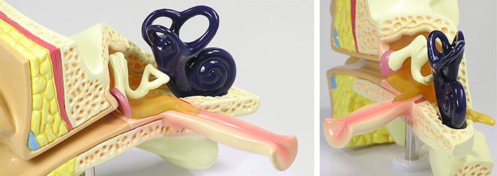小児の耳・中耳炎モデルに付属する英文イラストカード