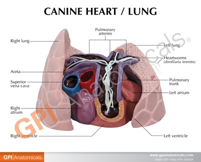 犬の心臓と肺のモデルに付属する英文イラストカード