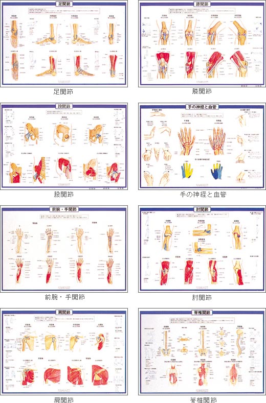 関節チャートシリーズ 詳細画像1