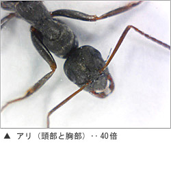 USB肌ミラー 詳細画像5