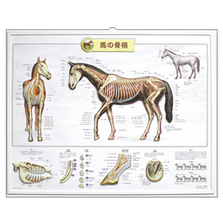 （医学ポスター）　3Dチャート　馬の骨格