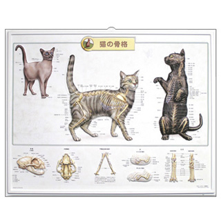 （医学ポスター）　3Dチャート　猫の骨格