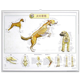 （医学ポスター）　3Dチャート　犬の骨格