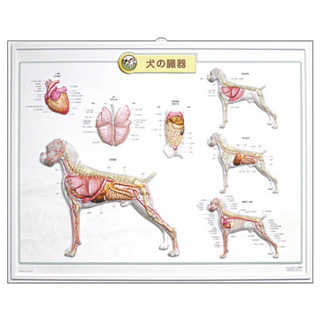（医学ポスター）　3Dチャート　犬の臓器