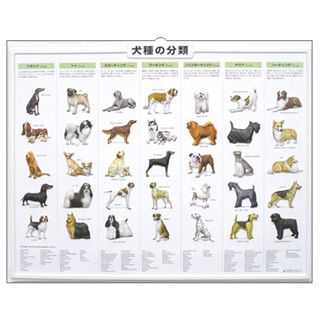 （医学ポスター）　3Dチャート　犬種の分類