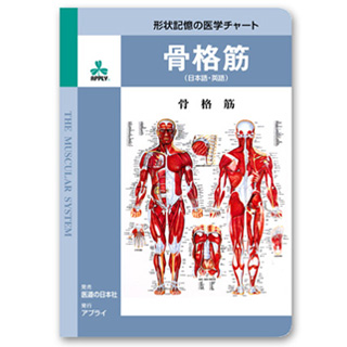 （医学ポスター）　形状記憶の医学チャート　骨格筋