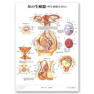 （医学ポスター）　医学掛図　女の生殖器