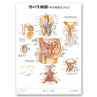 （医学ポスター）　医学掛図　男の生殖器