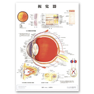 （医学ポスター）　医学掛図　視覚器