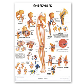（医学ポスター）　医学掛図　寛骨部と膝部