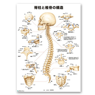 （医学ポスター）　医学掛図　脊柱と椎骨の構造