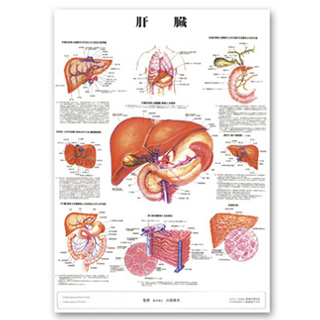 （医学ポスター）　医学掛図　肝臓