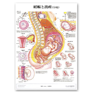 （医学ポスター）　医学掛図　妊娠と出産