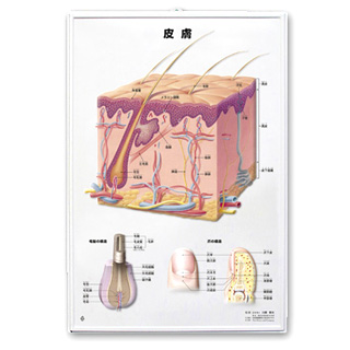 3Dチャート　皮膚