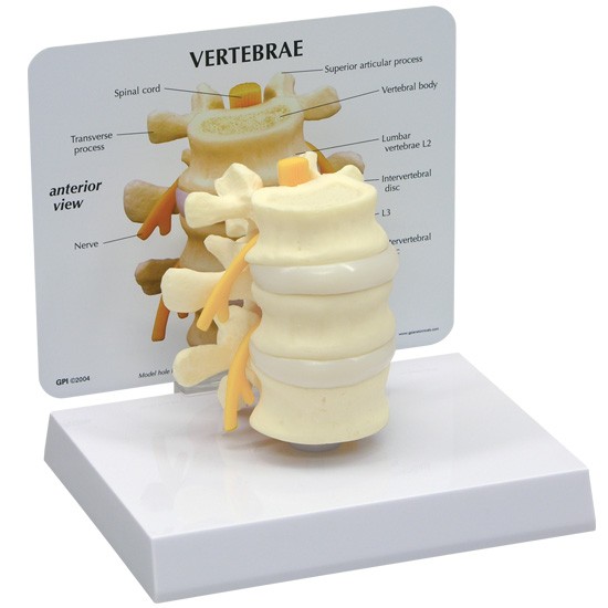 人体模型　腰椎3個　GPI Anatomicals