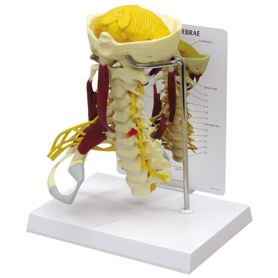 人体模型　頚椎/デラックス型・筋付き　GPI Anatomicals