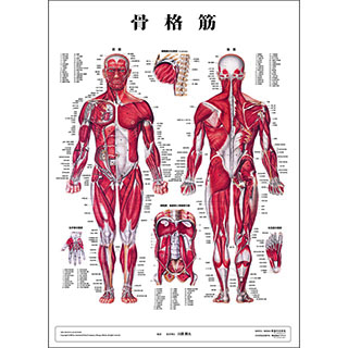 （医学ポスター）　医学掛図　骨格筋