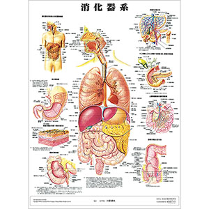 （医学ポスター）　医学掛図　消化器系