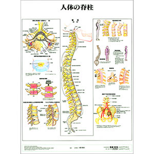（医学ポスター）　医学掛図　人体の脊柱