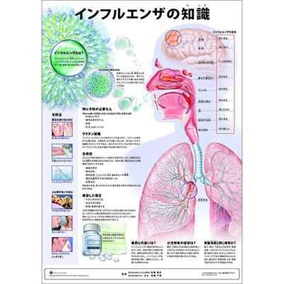 （医学ポスター）　ミニポスター　インフルエンザの知識