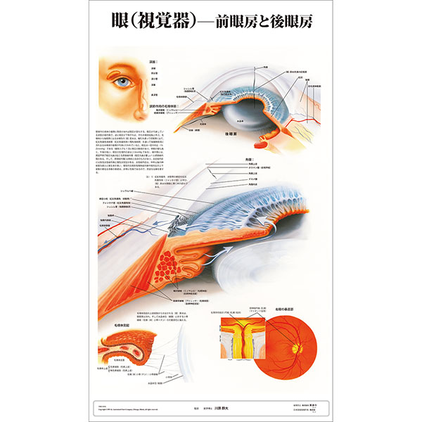 （医学ポスター）　医学掛図　眼－前眼房と後眼房