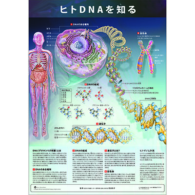 （医学ポスター）　ミニポスター　ヒトDNAを知る