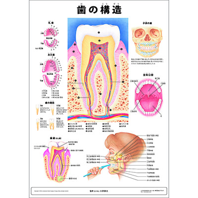 （医学ポスター）　ミニポスター　歯の構造