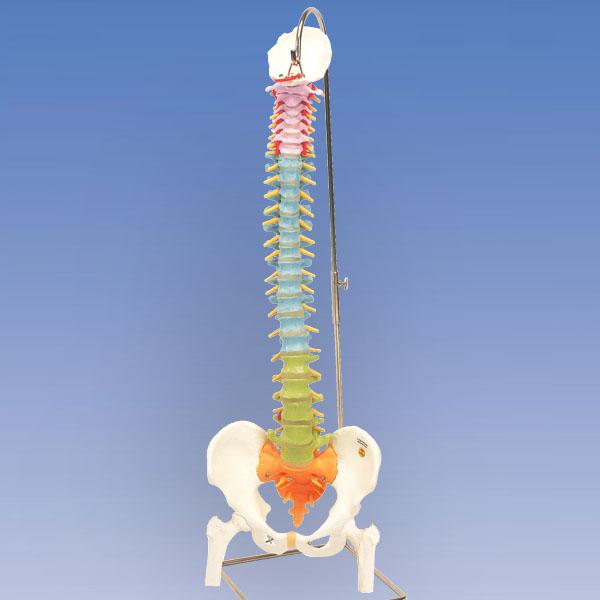 人体模型　脊柱可動型カラーモデル/大腿骨付