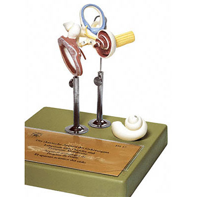 人体模型　鼓膜、耳小骨、内耳模型　ソムソ社