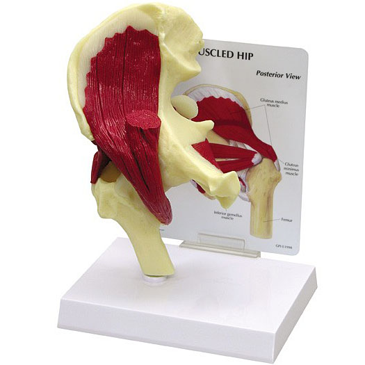 人体模型　股関節/筋付き　GPI Anatomicals