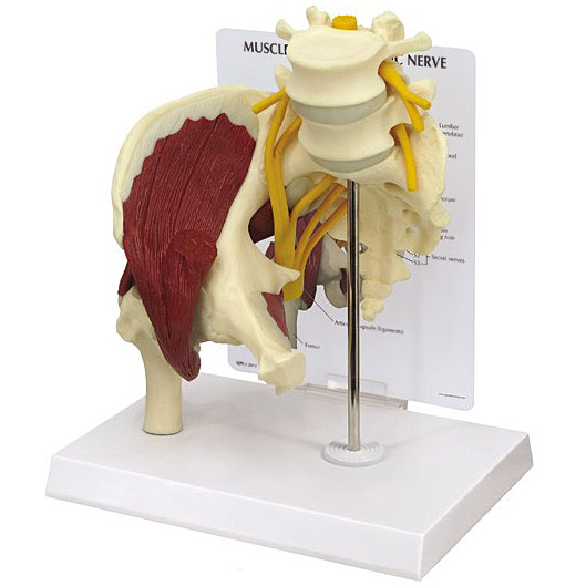 人体模型　股関節/仙骨神経，筋付き　GPI Anatomicals
