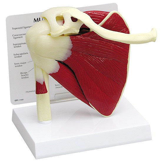 人体模型　肩関節/筋付き　GPI Anatomicals