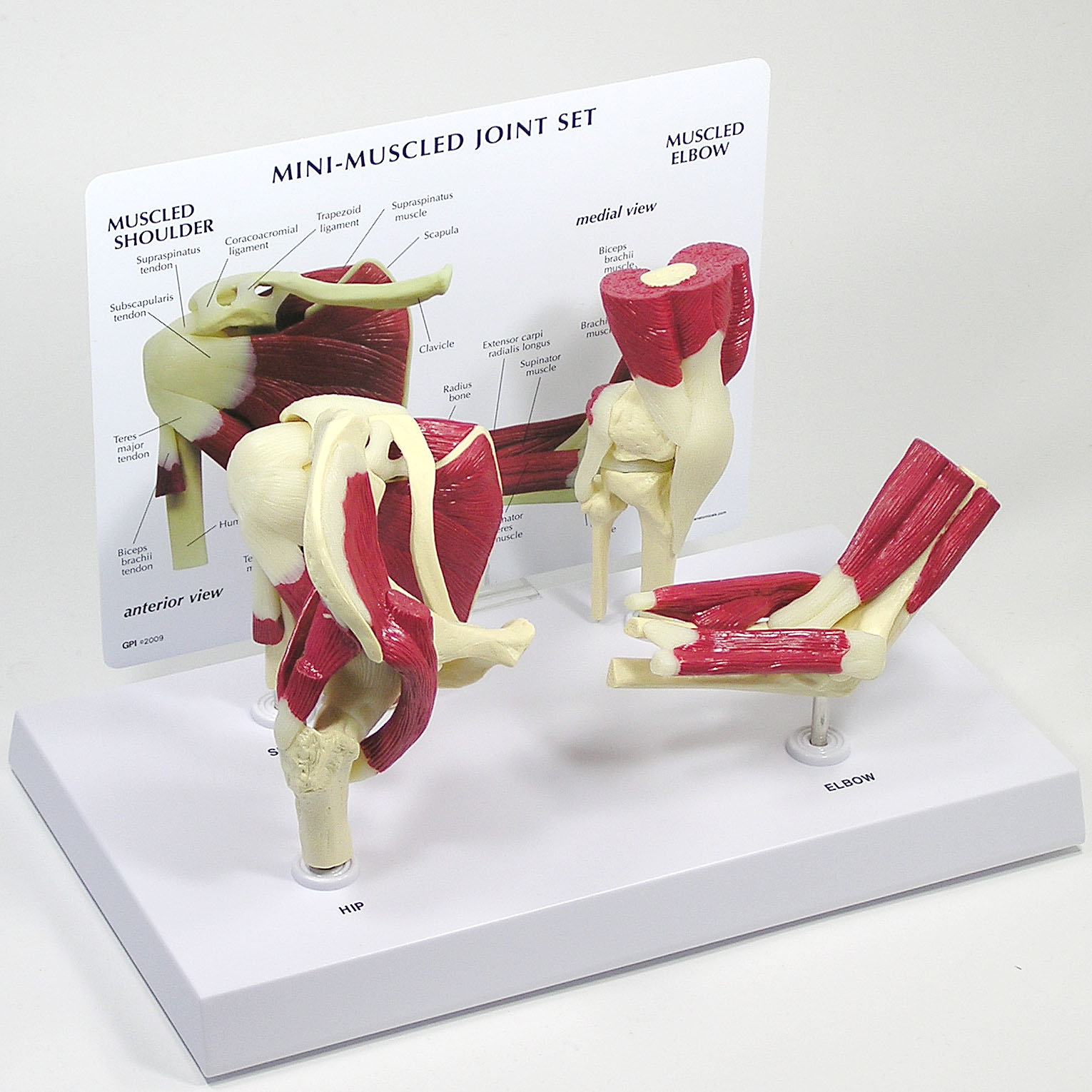 人体模型　ミニ関節セット/筋付　GPI Anatomicals