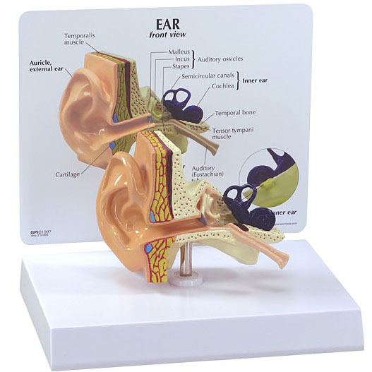 人体模型　耳の断面　GPI Anatomicals