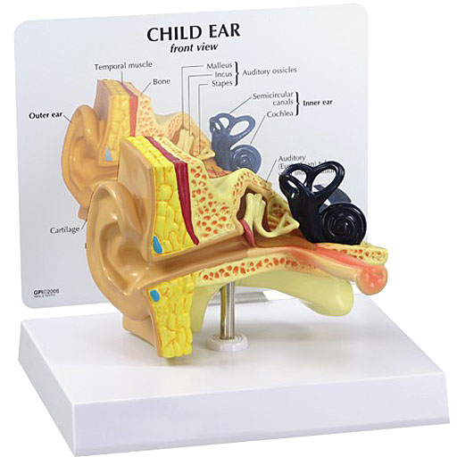 人体模型　小児の平衡聴覚器　GPI Anatomicals