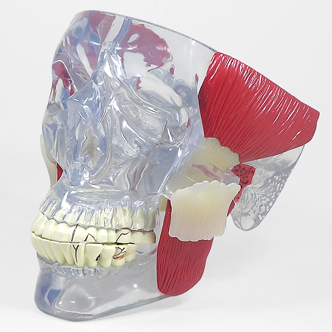医学模型　顎関節障害　GPI Anatomicals