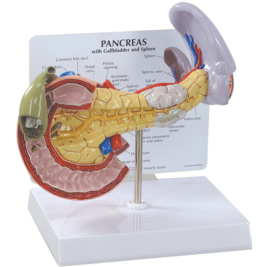 医学模型　膵臓と周辺諸疾患　GPI Anatomicals