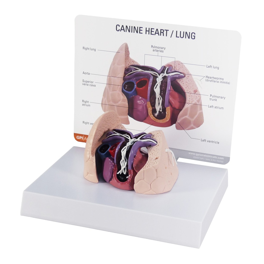 動物模型　犬の心臓と肺/フィラリア症　GPI Anatomicals