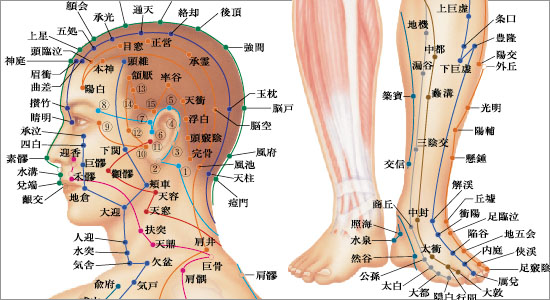 ミニポスター 鍼灸経絡経穴図