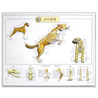 3Dチャート 犬の骨格