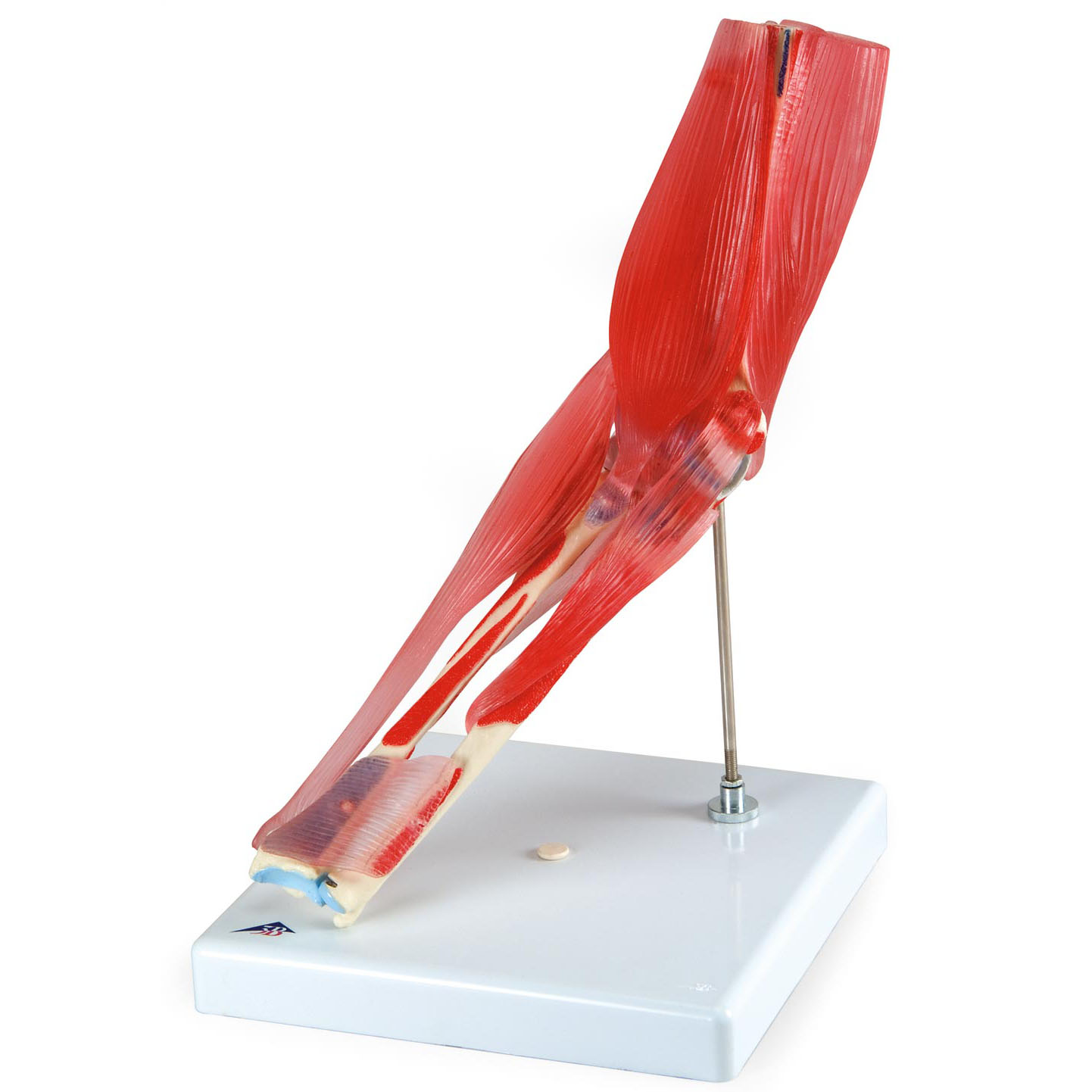 低廉 上肢模型 人体解剖模型 J-119-1